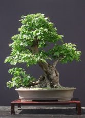 Japán bonsai fa