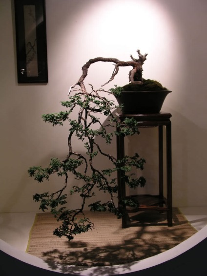 Japán cseresznyefa bonsai hogyan nőnek bonsai, cédrus és fenyő, fehér fa,