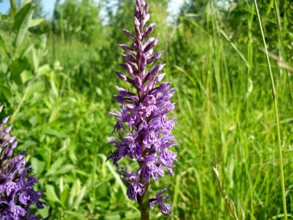 Orchis - vad orchidea északibb