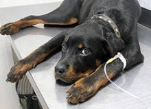 Gyomorfekély a kutyák, non-stop állatorvosi központ - dobrovet
