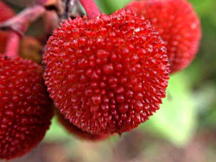 Arbutus leírása és termesztése a hazai