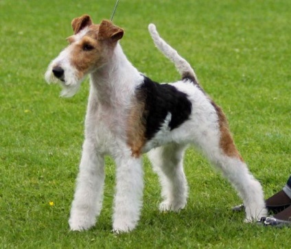 Drótszőrű foxterrier leírás (foxi) Drótszőrű foxterrier leírás