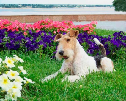 Drótszőrű foxterrier leírás (foxi) Drótszőrű foxterrier leírás