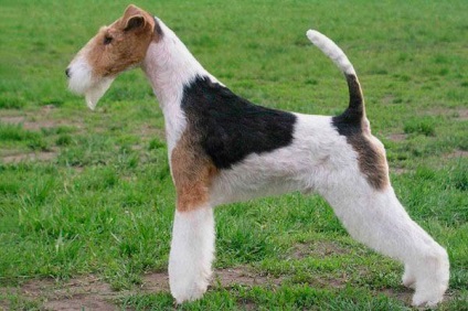 Drótszőrű foxterrier leírás