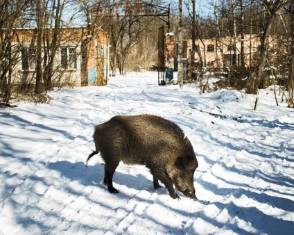 Állatok él a katasztrófa után a csernobili
