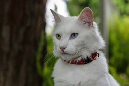 Egy élő legenda és angóra macska török ​​angóra macska, fotók és jellemzőit a fajta „török ​​angóra”
