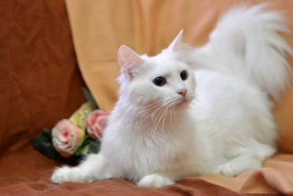 Egy élő legenda és angóra macska török ​​angóra macska, fotók és jellemzőit a fajta „török ​​angóra”