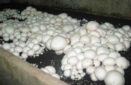 Ismerkedés a különböző módon gombák termesztésére