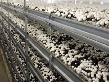 Ismerkedés a különböző módon gombák termesztésére