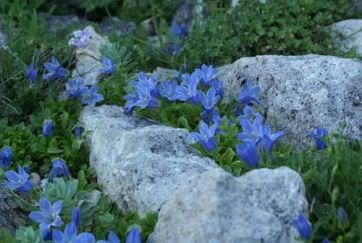 Alpine csúszik a kezét az országban, hogyan, oktatás, kövekkel, növények, fotó, videó