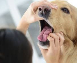 Antitsarapki kutyáknak és macskáknak, fotók, árak, útmutató, áttekintésre