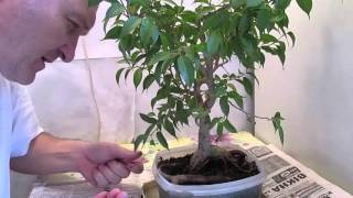 Bonsai Ficus Benjamin kezét, hogyan növekszik