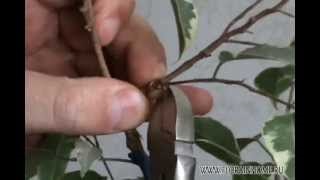 Bonsai Ficus Benjamin kezét, hogyan növekszik