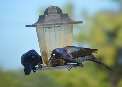 Mit lehet és mit nem lehet etetni a madarakat télen -Egyedi községben