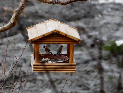 Mit lehet és mit nem lehet etetni a madarakat télen -Egyedi községben
