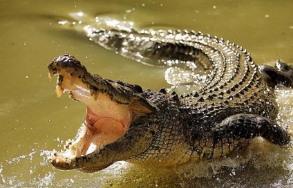 Mi a különbség a kajmán krokodil jellemzők és különbségek, mi a különbség