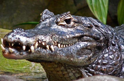 Mi a különbség a kajmán krokodil jellemzők és különbségek, mi a különbség