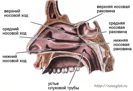 Mi az orr vasotomy (alsó csigaház) Mi vasotomy orr