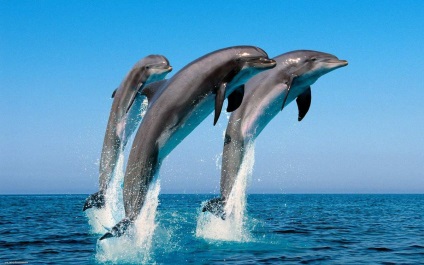 Delfinek - emlősök, mint az emberek