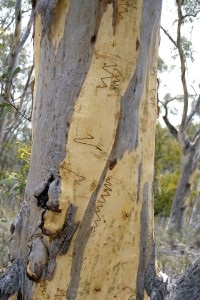 Az eukaliptusz fák nőnek otthon, gyógyító tulajdonságokkal