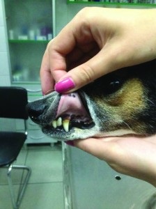 Diagnosztizálására és kezelésére mitrális endocardosis a kutyák, állatorvosok világ