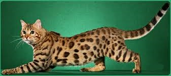 Otthoni vagy leopárd bengáli - háziállat