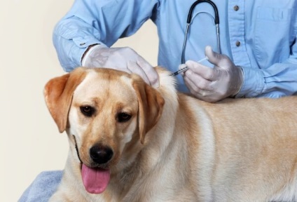 Epilepszia kutyák kezelésére, hogyan lehet megállítani a támadást otthon, tünetek, jelek