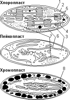 Eukarióta sejt szerkezete és funkciója organellumok