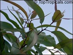 Lemon eukaliptusz termesztés a házban és a kertben
