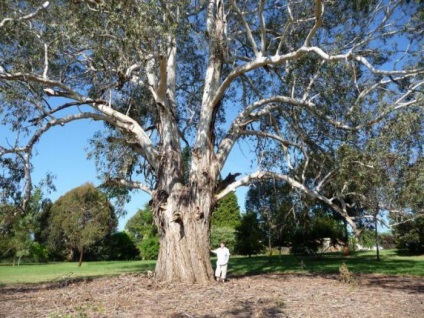 Eucalyptus leírás, fotók, forgalmazás, gyógyászati ​​tulajdonságai