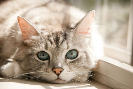 Hormonális hiba macskák egy lista a lehetséges betegségek vezető zavar (tünetek, kezelés)