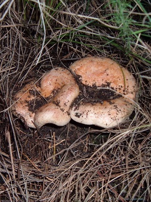 Gomba gomba fotó és leírás a lucfenyő, vörös és a jelen gomba, ehető gombák nőnek, ahol