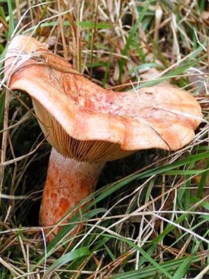 Gomba gomba fotó és leírás a lucfenyő, vörös és a jelen gomba, ehető gombák nőnek, ahol