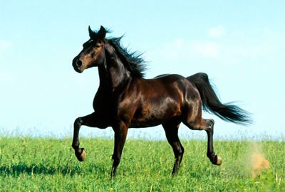 Mi a legszebb ló a világon a fotó