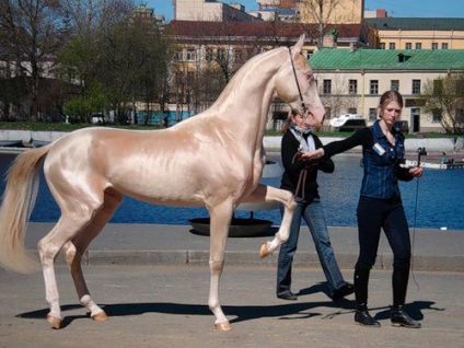 Mi a legszebb ló a világon a fotó