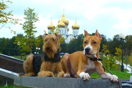 Hogyan vonat Stafford, Staffa oktatás, képzés pitbull, képzés pitbull