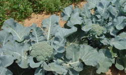 Hogyan és mikor kell ültetni brokkoli