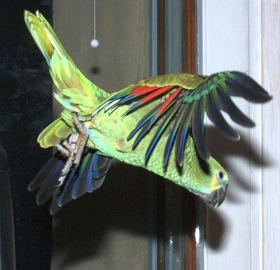 Як привчити папугу літати і повертатися в клітку - белоукраінскій портал для ветеринарів та