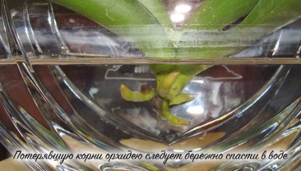 Hogyan újraéleszteni egy orchidea otthon, hogyan újraélesztés