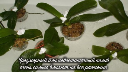 Hogyan újraéleszteni egy orchidea otthon, hogyan újraélesztés