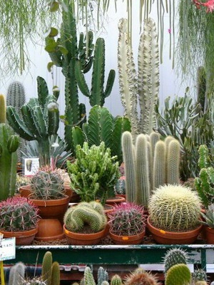 Hogyan válasszuk ki a kaktusz a boltban egy fotó gyönyörű kaktuszok otthon, mi a jobb a virágok