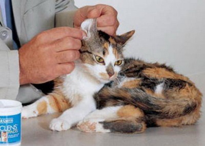 Az atkák a macskák megelőzése és kezelése