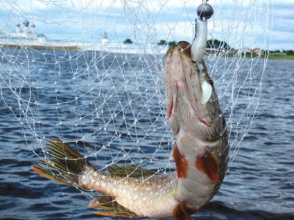 Harcsa harapás havi funkciók horgászat hónap