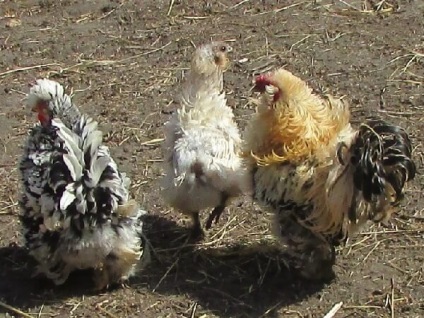 Кучеряві кури - опис породи шершетка з фото і відео