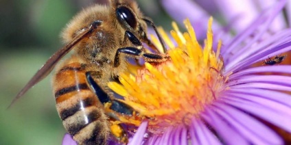 Prosztatagyulladás méh Podmore, pchelouzhalivaniya és egyéb méhészeti termékek