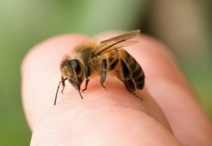 Visszértágulatok kezelésében méhek