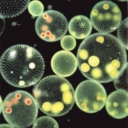Mikrokozmosz egysejtűek (protozoák)