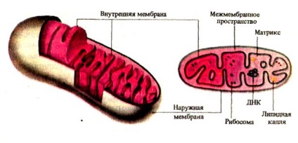 Mitokondrium - studopediya