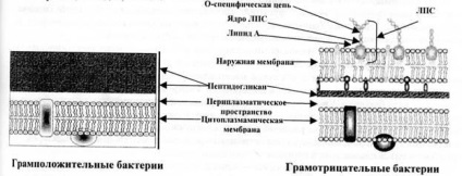 Реферат: Морфологія бактерій Будова бактеріальної клітини