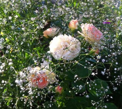 Kamilla lehet ültetni mellett rózsák